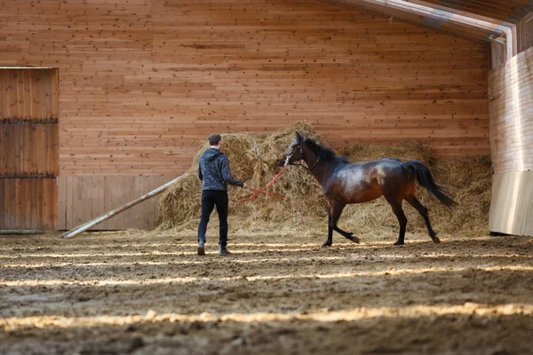 Entrenamiento de caballo deportivo — Foto de Stock