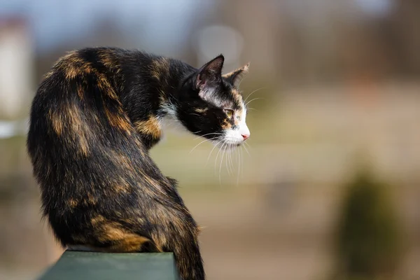 Dziki kot — Zdjęcie stockowe