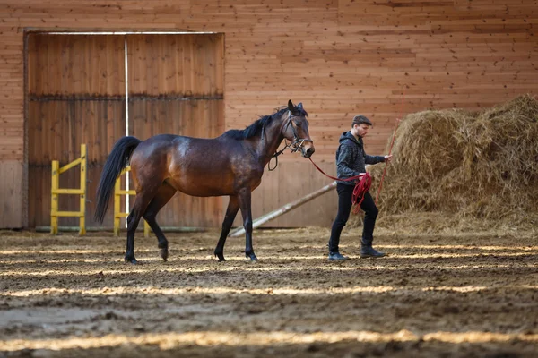 Entrenamiento de caballo deportivo — Foto de Stock