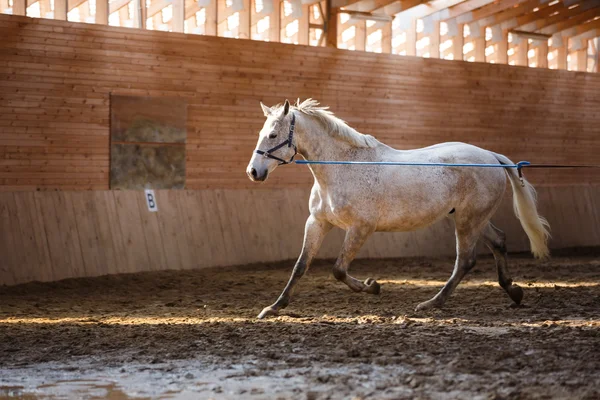 Szkolenia sportowe konia — Zdjęcie stockowe