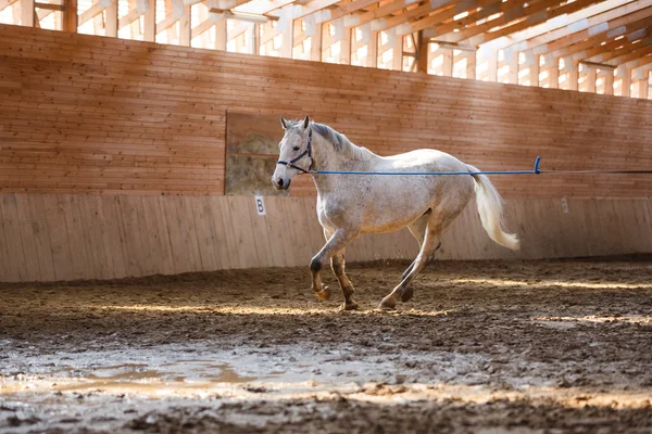 Entrenamiento de caballo deportivo —  Fotos de Stock
