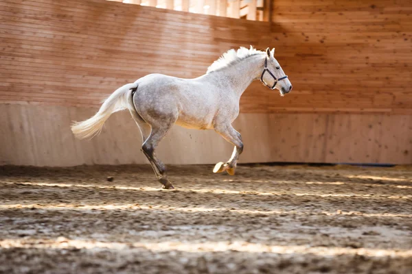 Szkolenia sportowe konia — Zdjęcie stockowe