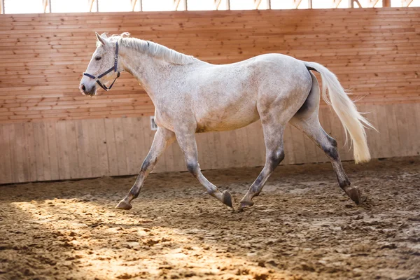 Entraînement du cheval de sport — Photo