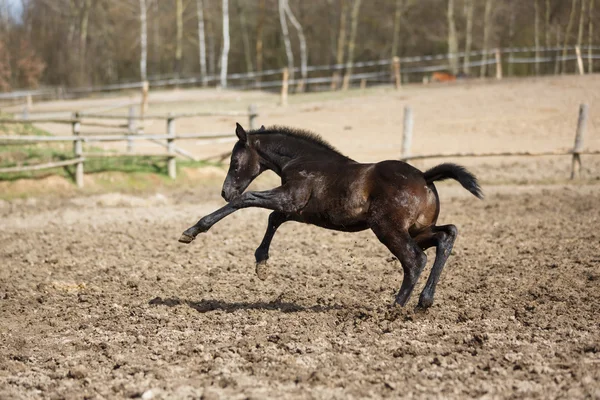 The running foal — Stock Photo, Image