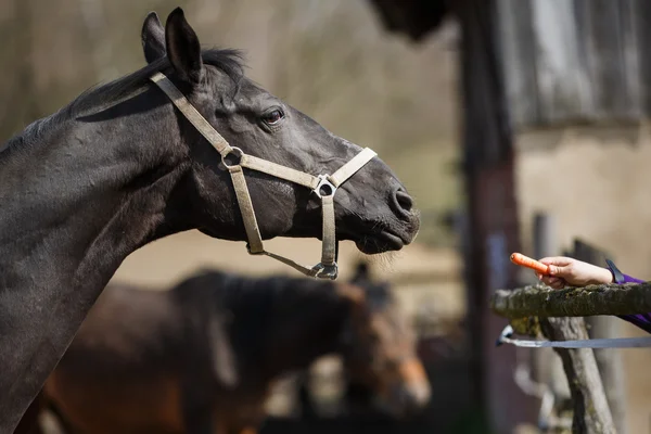 Os cavalos de alimentação — Fotografia de Stock