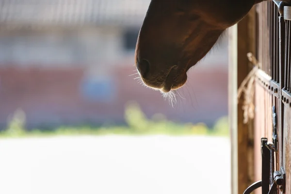 Caballo en un establo — Foto de Stock