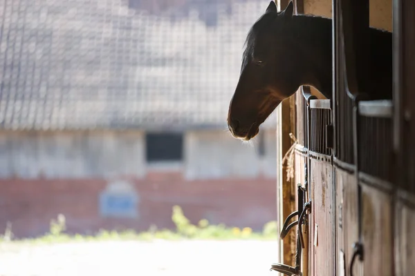 Koně ve stáji — Stock fotografie