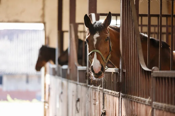 Pferd im Stall — Stockfoto