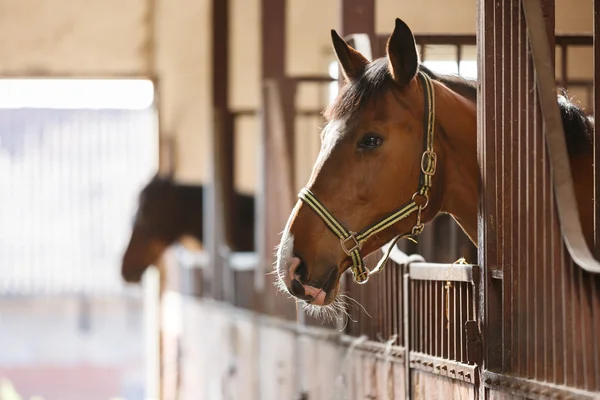 Pferd im Stall — Stockfoto