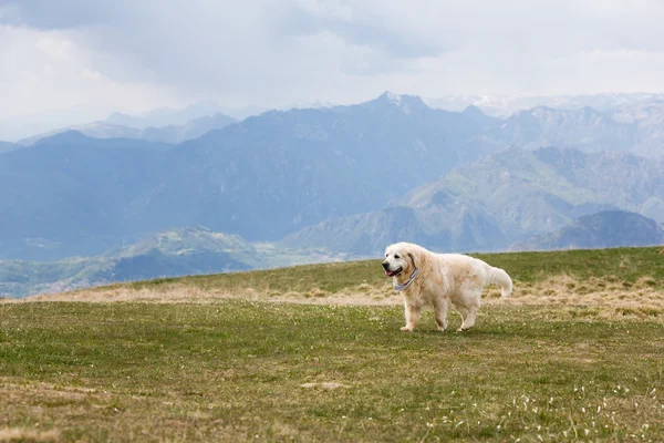 Labrador dans les montagnes — Photo