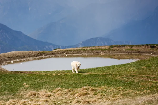 Labrador in de bergen — Stockfoto