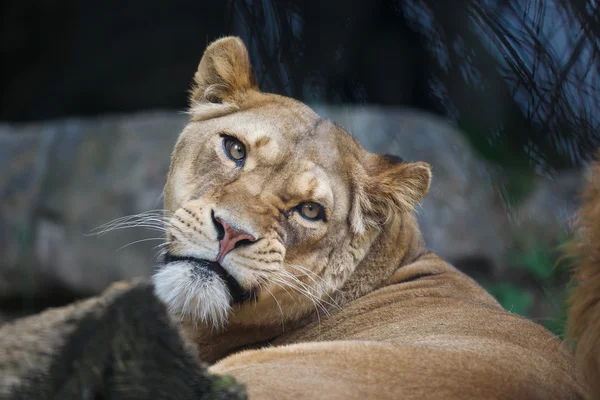 Emotion of lioness — Stock Photo, Image