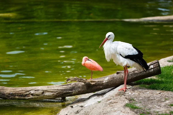 Oiseaux au bord de la rivière — Photo