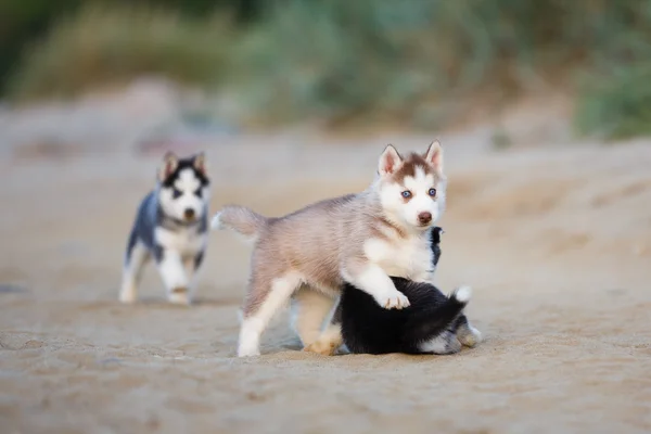 Husky cachorros en la playa — Foto de Stock