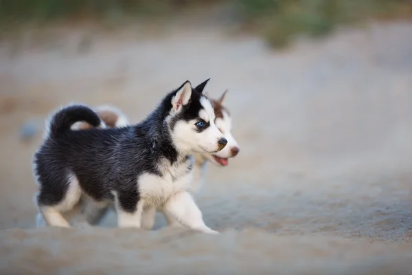 Husky puppies on the beach — Stock Photo, Image