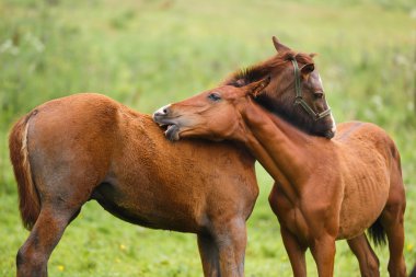 Bir çayırda iki Tay
