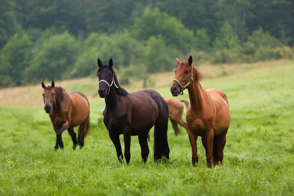 Cavalos de manhã — Fotografia de Stock