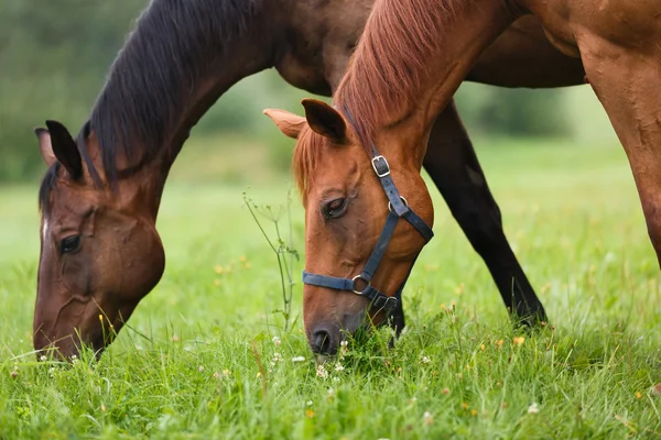 Chevaux le matin — Photo