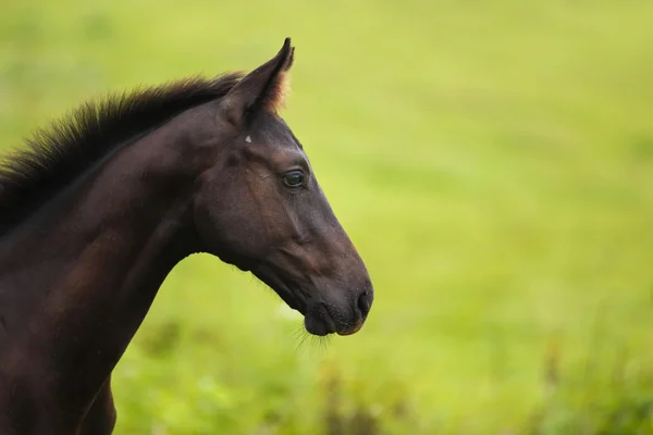 Foal en un prado — Foto de Stock