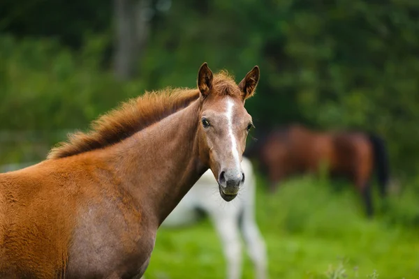 Foal en un prado — Foto de Stock