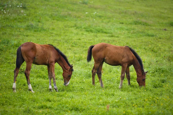 Deux poulains dans un pré — Photo