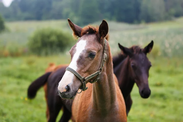 Dos potros en un prado — Foto de Stock