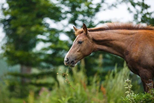 Foal in een weide — Stockfoto