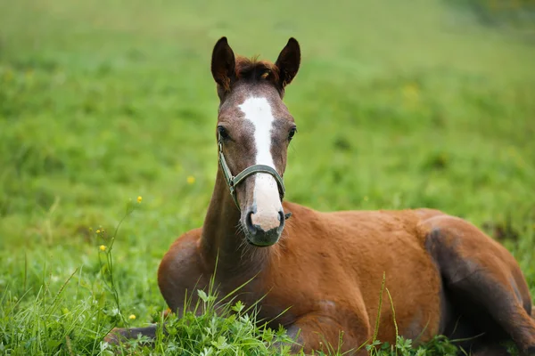 Foal acostado en la hierba — Foto de Stock