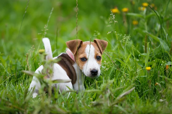 Chiot joyeux Jack Russell Terrier — Photo