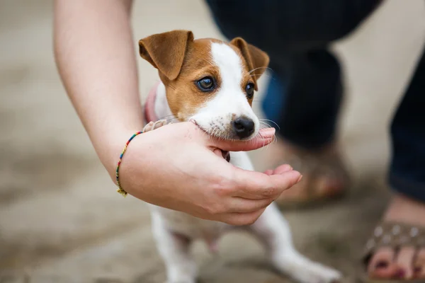 性格开朗的小狗杰克罗素梗犬 — 图库照片