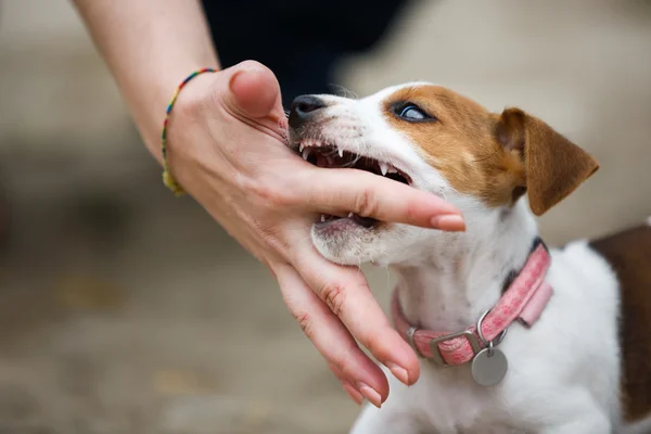 Iloinen pentu Jack Russell Terrier — kuvapankkivalokuva