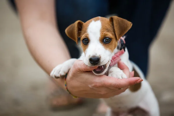 Neşeli Jack Russell Terrier köpek yavrusu