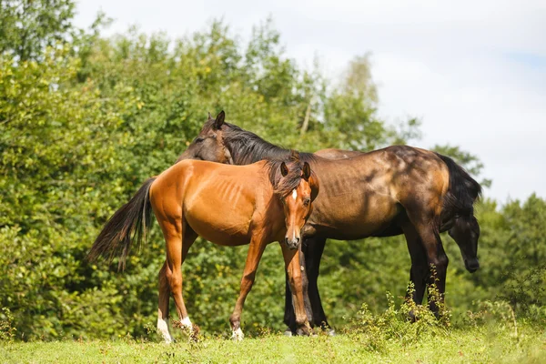 De wild veulens — Stockfoto