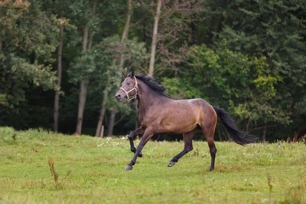 Galope de cavalo através do prado — Fotografia de Stock