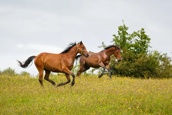 Galop de chevaux à travers la prairie — Photo