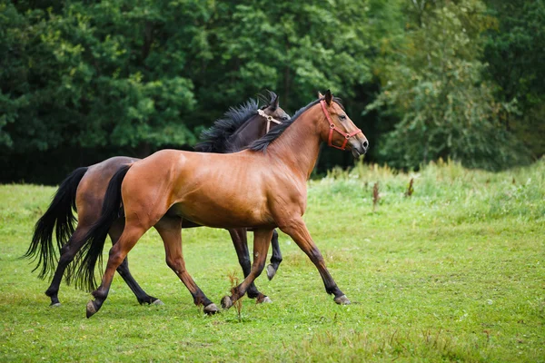 Paarden galop in de Wei — Stockfoto