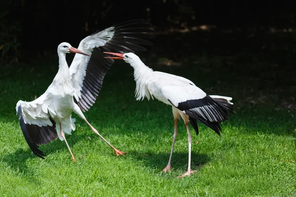 डोरियों की लड़ाई — स्टॉक फ़ोटो, इमेज