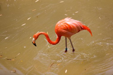 Flamingo bir nehir