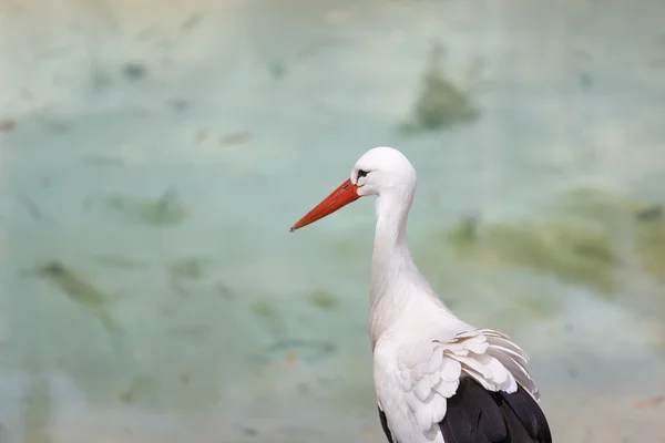 Cigogne au bord de la rivière — Photo