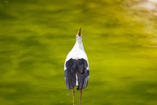 Cigogne au bord de la rivière — Photo