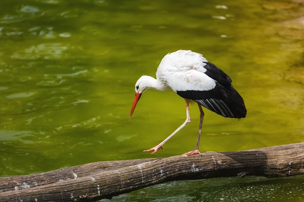 Cigogne au bord de la rivière — Photo