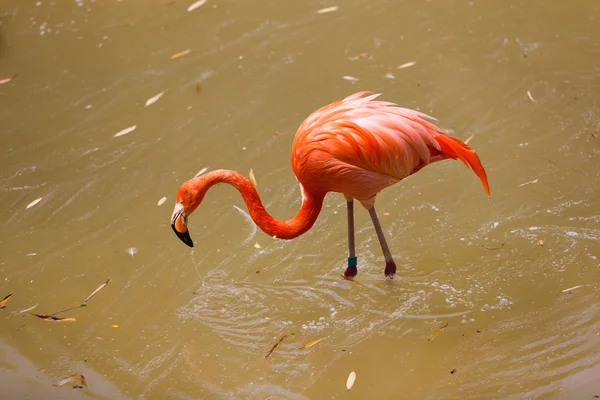 Flamant rose dans une rivière — Photo