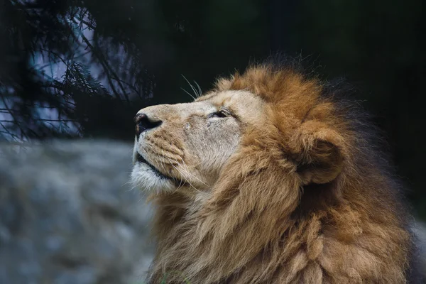 Portrait of lion — Stock Photo, Image