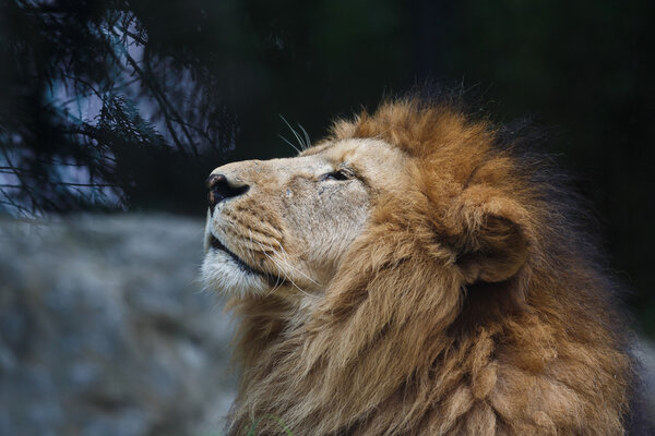 Portrait of the lion sniffing close up