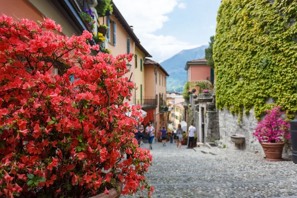 Flowers on a street of Bellagio — Stock Photo, Image