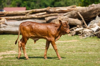 Bir çayır üzerinde yürüme buzağı