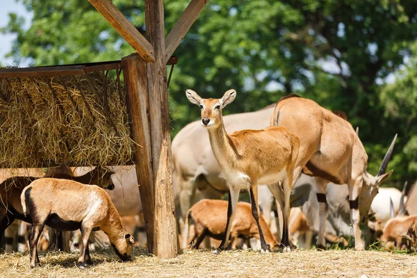 Antilopen fressen Heu — Stockfoto