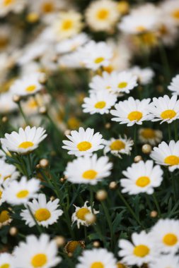 Papatya yakın çekim
