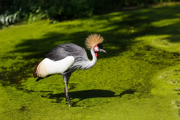 Gekrönter Kran im Wasser — Stockfoto