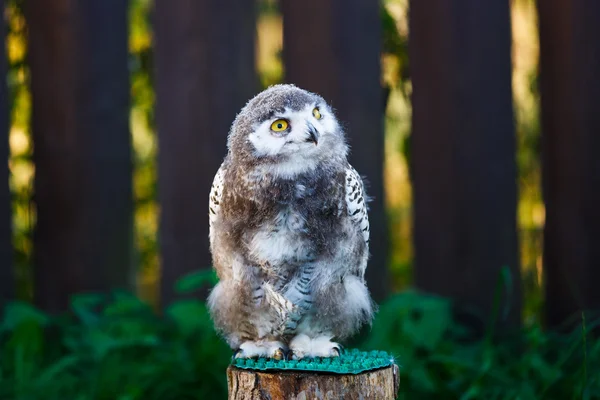 Snowy owl chick — Stock Photo, Image